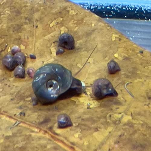 10 Élő Ramshorn Csigák által Dylfinds az Édesvízi Akvárium/Tó Kolónia Elkezd takarító Személyzet Planorbella Duryi (Különböző Mix)