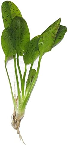 CANTON VÍZI Zöld Ozelot (Echinodorus) Gyorsan Növekvő - Tropica Növény – Sötét Foltok A Leveleken - Elhelyezése Közép-Föld - Természeti