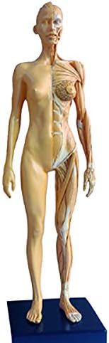 Női Anatómia Ábra a Modell - Emberi Csontváz Anatómiai Festmény, Modell - PU Anyag Emberi Anatómiai Izom -, Csont-Modell - az Orvosi